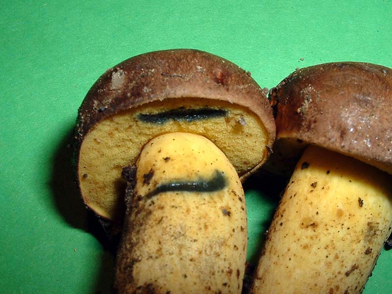 Boletus pulverulentus - La Micoflora della Toscana - II